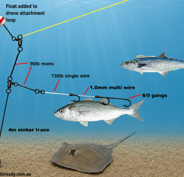 Spanish Mackerel Live bait Drone Rig - anchored version